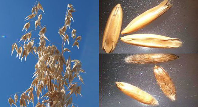 images of Oat panicles on the left and Oat seeds and Oat groats on the right